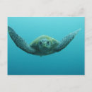 Suche nach galapagos schildkröte poster Küste