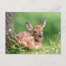 Suche nach fauna postkarten Hirsche
