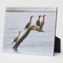 Suche nach vogel fotoplatten Baum