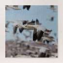 Suche nach flug poster Vogelbeobachtung