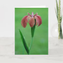 Suche nach native karten Blume