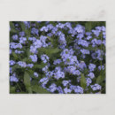 Suche nach vergissmeinnichte postkarten Blumen