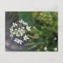 Recherche de fleur blanche cartes postales Floral