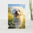 Recherche de chien frise bichon cartes postales Amoureux des chiens
