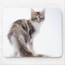 Suche nach langer schwanz mousepads In voller länge