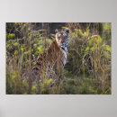 Recherche de chat du bengale posters Nature