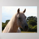 Recherche de tireur posters Cheval