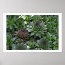Suche nach hennen poster Flora