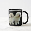 Recherche de de bichon tasses Frise