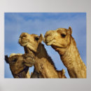 Suche nach cairo poster Egypt