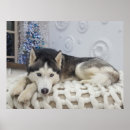 Recherche de traîneau photographie Chiens de traîneau