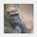 Recherche de gorilles magnets Nature