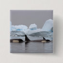 Recherche de épaulard badges Faune