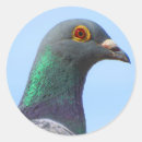 Recherche de pigeons autocollants Pour tous