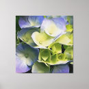 Suche nach hortensia poster Rosa