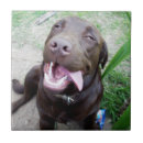 Suche nach labrador fliesen Tier