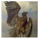 Recherche de aigle carreaux Aigle à tête blanche