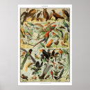 Recherche de oiseaux vintages posters Antique