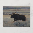 Recherche de orignaux taureau cartes postales Orignal
