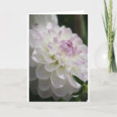 Suche nach weiße dahlien karten Lila