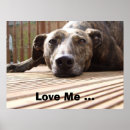 Suche nach lurcher poster Hunde