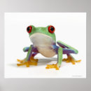 Recherche de reptiles posters Échelles