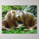 Suche nach wildkatzen poster Löwe
