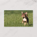 Recherche de chiwawa cartes visite Animal
