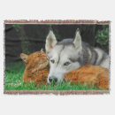 Suche nach husky decken Zäh