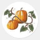 Recherche de vines autocollants Citrouille