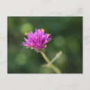 Recherche de fleurs violettes cartes postales Floral