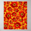 Recherche de belles fleurs posters Marguerite