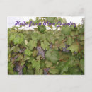 Recherche de raisin cartes postales Vigne