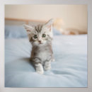 Suche nach maine coon cat kunst Kitten