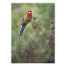 Suche nach rosella poster Papagei