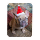 Suche nach french bulldog magnete Hund