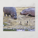 Recherche de hippo cartes postales Animaux sauvages