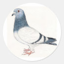 Recherche de pigeons autocollants Colombe