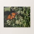 Recherche de monarque photographie Papillons
