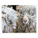 Recherche de chèvre drôle posters Chèvres