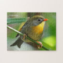 Suche nach singvögel puzzle Natur