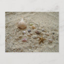 Suche nach muscheln foto postkarten Muschelbild