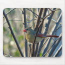 Suche nach kardinal mousepads Roter vogel