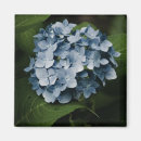 Suche nach hydrangea magnete Natur