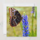 Recherche de morpho vœux cartes Animal