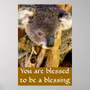 Suche nach koala bear poster Bären