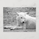 Suche nach schwarz weißer wolf postkarten Natur
