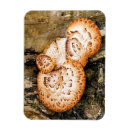 Suche nach fungi magnete Pflanze