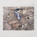 Recherche de salamander posters Nature