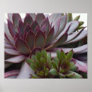 Recherche de poules et poussins art Succulent